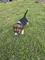 Ckc registered Male#1 litter 2, a male Beagle for sale in Jamesville, NC – Photo 7 of 10