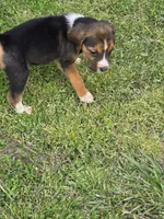 Ckc registered Male#1 litter 2, a male Beagle for sale in Jamesville, NC – Photo 3 of 10