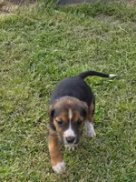 Ckc registered Male#1 litter 2, a male Beagle for sale in Jamesville, NC – Photo 2 of 10