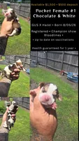 Ch. Show bloodline Pocket female #1, a female Beagle for sale in Jamesville, NC – 9 of 9
