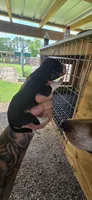Pocket Male#2, a male Beagle for sale in Jamesville, NC – 4 of 10