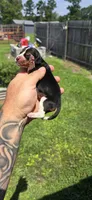 Litter 1 Pocket Female #2, a female Beagle for sale in Jamesville, NC – 8 of 9