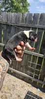 Litter 2 Pocket Male#3, a male Beagle for sale in Jamesville, NC – 4 of 10