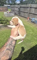 Ch. Show bloodline Pocket female #1, a female Beagle for sale in Jamesville, NC – 3 of 10