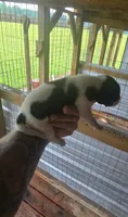 Standard Female#1, a female Beagle for sale in Jamesville, NC – 6 of 10