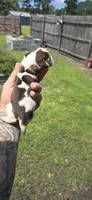 Ch. Show bloodline Pocket female #1, a female Beagle for sale in Jamesville, NC – 5 of 9