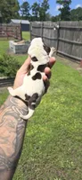 Ch. Show bloodline Pocket female #2, a female Beagle for sale in Jamesville, NC – 3 of 10