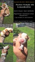 Ch. Show bloodline Pocket female #4, a female Beagle for sale in Jamesville, NC – 10 of 10