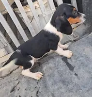 Registered standard male #1, a male Beagle for sale in Jamesville, NC – Photo 2 of 3