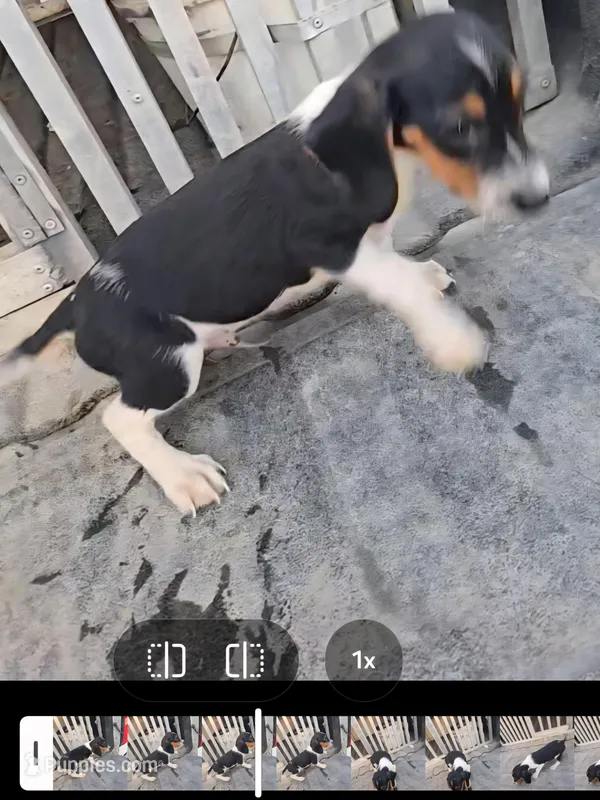 Registered standard male #1, a male Beagle for sale in Jamesville, NC – Photo 1 of 3