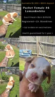 Ch. Show bloodline Pocket female #1, a female Beagle for sale in Jamesville, NC – 10 of 10