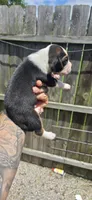 Litter two Ch. Bloodline Pocket beagle Male #5, a male Beagle for sale in Jamesville, NC – 2 of 10