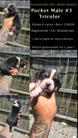 Litter 2 Ch. Bloodline Pocket beagle Male#3, a male Beagle for sale in Jamesville, NC – 10 of 10
