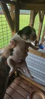 Standard Litter two Male #2, a male Beagle for sale in Jamesville, NC – 10 of 10