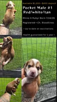 Litter 1 Ch. Bloodline Pocket beagle Male#1, a male Beagle for sale in Jamesville, NC – 10 of 10