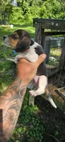 Female #2 , a female Beagle for sale in Jamesville, NC – 2 of 8