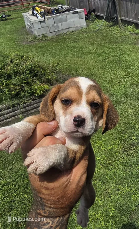Litter 1 Ch. Show Bloodline Pocket beagle Male#1 – Beagle puppy for sale in Jamesville, NC