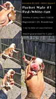 Litter 2 Pocket Male#1, a male Beagle for sale in Jamesville, NC – 7 of 9