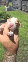 Ch. Show bloodline Pocket female #4, a female Beagle for sale in Jamesville, NC – 8 of 10