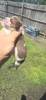 Ch. Show bloodline Pocket female #3, a female Beagle for sale in Jamesville, NC – 8 of 10