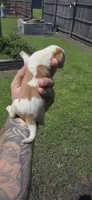 Ch. Show bloodline Pocket female #4, a female Beagle for sale in Jamesville, NC – 4 of 10