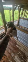 Standard Female#1, a female Beagle for sale in Jamesville, NC – 3 of 10
