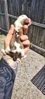 Litter 2 Pocket Male#1, a male Beagle for sale in Jamesville, NC – 2 of 9