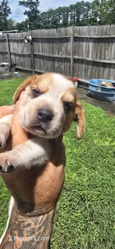 Litter 1 Pocket Male#2 – Beagle puppy for sale in Jamesville, NC
