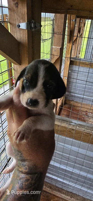 Standard Female#1 – Beagle puppy for sale in Jamesville, NC