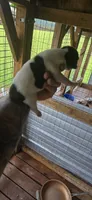 Standard Litter two Male #2, a male Beagle for sale in Jamesville, NC – 7 of 10