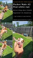 Litter 1 Pocket Male#2, a male Beagle for sale in Jamesville, NC – 8 of 9