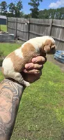 Ch. Show bloodline Pocket female #4, a female Beagle for sale in Jamesville, NC – 5 of 10