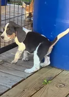 Blue Male pocket, a male Beagle for sale in Jamesville, NC – 2 of 9