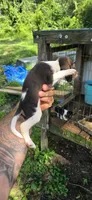 Female #3, a female Beagle for sale in Jamesville, NC – 3 of 8