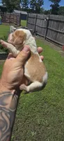 Ch. Show bloodline Pocket female #4, a female Beagle for sale in Jamesville, NC – 6 of 10