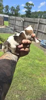 Ch. Show bloodline Pocket female #1, a female Beagle for sale in Jamesville, NC – 4 of 9