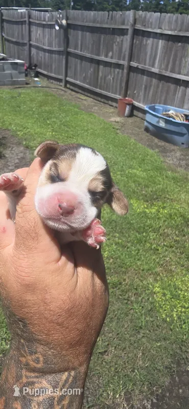 Ch. Show bloodline Pocket female #1 – Beagle puppy for sale in Jamesville, NC
