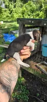 Female #2 , a female Beagle for sale in Jamesville, NC – 5 of 8