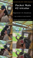 Pocket Male#2, a male Beagle for sale in Jamesville, NC – 7 of 10