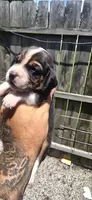 Litter 2 Ch. Bloodline Pocket beagle Male#3, a male Beagle for sale in Jamesville, NC – 7 of 10