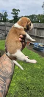Litter 1 Ch. Bloodline Pocket beagle Male#2, a male Beagle for sale in Jamesville, NC – 4 of 10