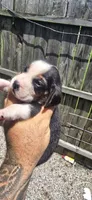 Litter two Ch. Bloodline Pocket beagle Male #5, a male Beagle for sale in Jamesville, NC – 3 of 10