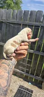 Litter 2 Pocket Male#2, a male Beagle for sale in Jamesville, NC – 3 of 10