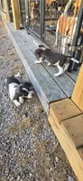 Blue Female pocket , a female Beagle for sale in Jamesville, NC – 4 of 9