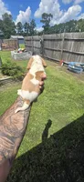 Ch. Show bloodline Pocket female #1, a female Beagle for sale in Jamesville, NC – 8 of 10
