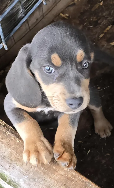 Blue pocket male#1 – Beagle puppy for sale in Jamesville, NC