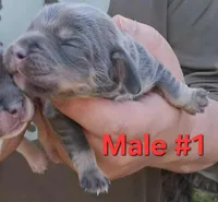 Blue pocket male#1, a male Beagle for sale in Jamesville, NC – Photo 2 of 3
