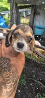 Female #3, a female Beagle for sale in Jamesville, NC – 7 of 8
