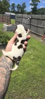 Ch. Show bloodline Pocket female #2, a female Beagle for sale in Jamesville, NC – 2 of 10