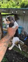 Pocket Female #1, a female Beagle for sale in Jamesville, NC – 5 of 9